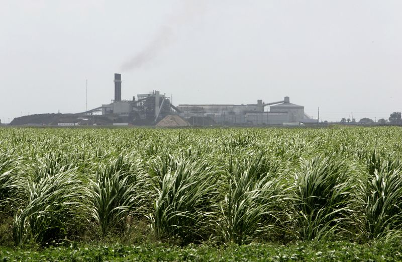&copy; Reuters. Imagen de archivo del ingenio azucarero, la refinería y la central eléctrica de Florida Crystals Corp. con caña de azúcar creciendo en primer plano en Okeelanta, Florida, Estados Unidos. 9 de julio de 2008. REUTERS/Joe Skipper/Archivo