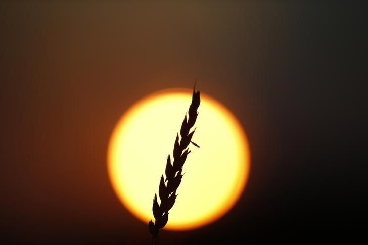 © Reuters. FILE PHOTO: A stalk of soft red winter wheat is seen against the setting sun in Dixon, Illinois, July 16, 2013. The U.S. Department of Agriculture has confirmed private sales of 840,000 tonnes of soft red wheat to China for 2013-14 shipment, bringing China's purchases since early July to more than 1.3 million tons.  Photo taken July 16, 2013. REUTERS/Jim Young  