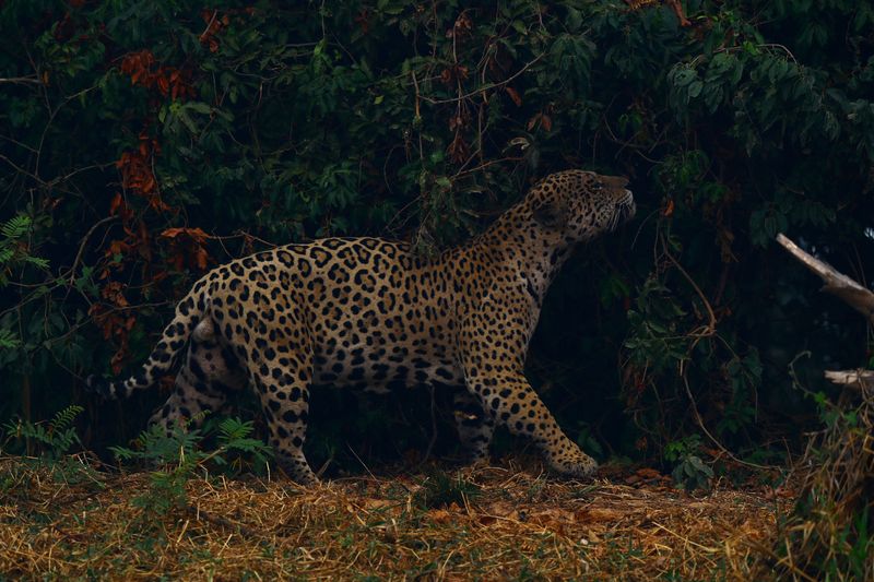 &copy; Reuters. Foto de archivo de un jaguar en Encontro das Aguas State Park en el Pantanal, en el estado brasileño de Mato Grosso
 Sept 3, 2020. REUTERS/Amanda Perobelli/