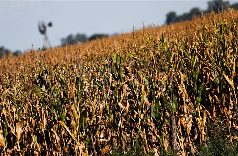 &copy; Reuters. Plantação de milho na Argentina atingida pela seca. REUTERS/Agustin Marcarian/File Photo