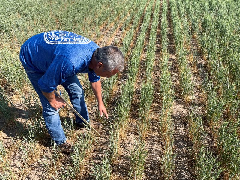 &copy; Reuters. FILE PHOTO: Gary Millershaski, a farmer and scout on the Wheat Quality Council's Kansas wheat tour, inspects winter wheat stunted by drought near Syracuse, Kansas, U.S., May 18, 2022. Picture taken May 18, 2022. REUTERS/Julie Ingwersen