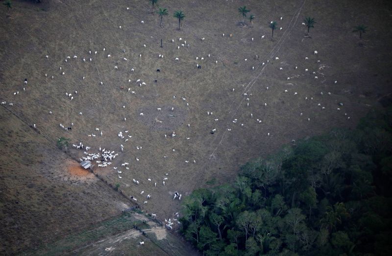 &copy; Reuters. Gado em aérea desmatada perto de Porto Velho, em Rondônia
17/09/2019
REUTERS/Bruno Kelly