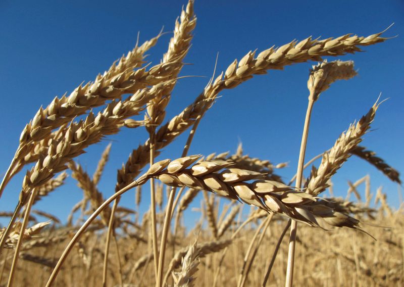 &copy; Reuters. FOTO DE ARCHIVO. Espigas de trigo en un campo de la granja Agrostroy, a unos 450 km al sur de la ciudad de Barnaúl, en la región de Altái, Rusia. 22 de septiembre de 2010. REUTERS/Andrei Kasprishin