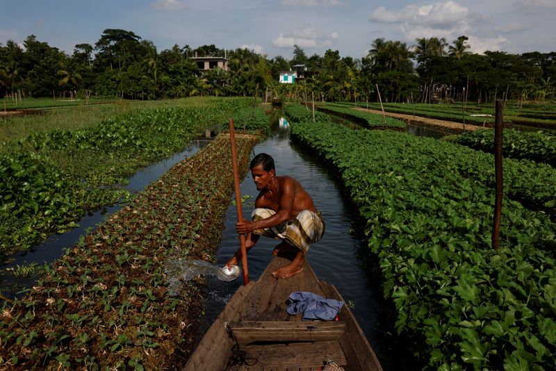 As seas rise, Bangladesh farmers revive floating farms