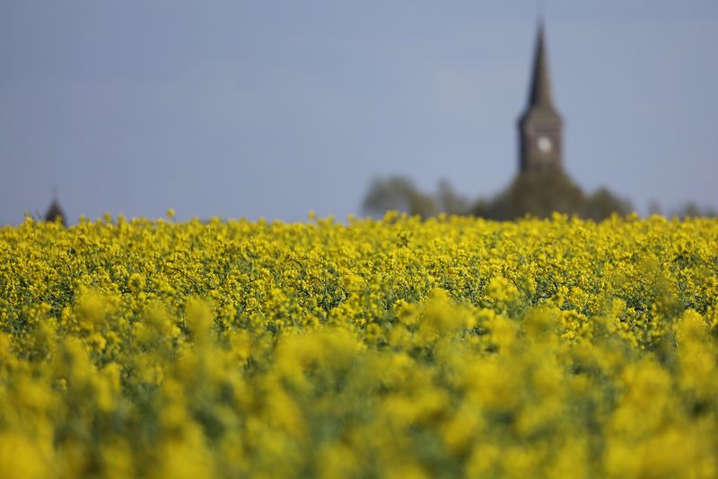 &copy; Reuters. FOTO DE ARCHIVO. Un campo de colza amarilla en Sailly-lez-Cambrai, Francia. 7 de abril de 2022. REUTERS/Pascal Rossignol
