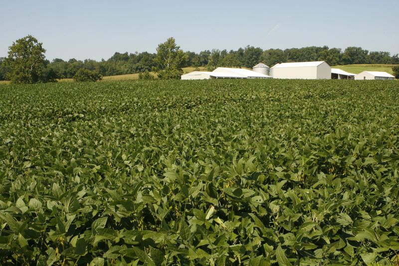 © Reuters. Lavoura de soja em desenvolvimento em Otisco, Indiana
12/08/2022
REUTERS/John Sommers II      (UNITED STATES)