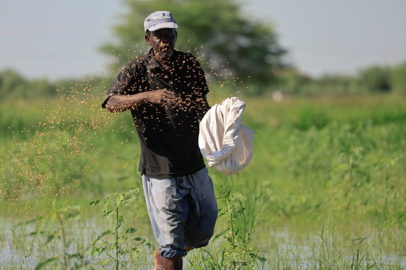 &copy; Reuters. Trabalhador planta milho no Senegal
13/09/2022
REUTERS/Zohra Bensemra