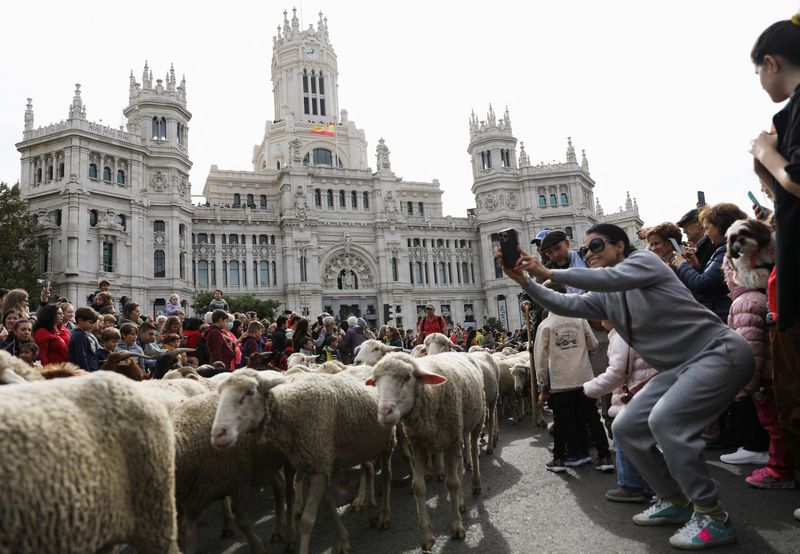 &copy; Reuters. سكان مدريد يتابعون قطعان الأغنام وهي تقطع شوارع العاصمة الإسبانية يوم الأحد تصوير: فيوليتا سانتوس مورا - رويترز