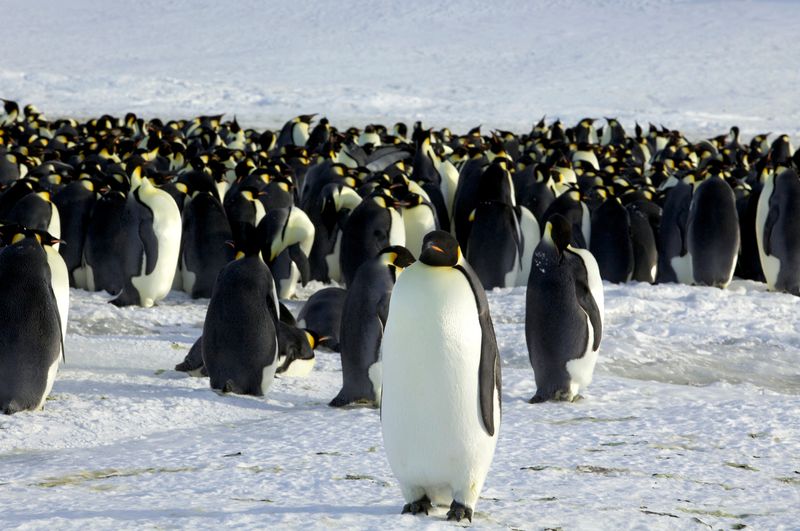 &copy; Reuters. FOTO DE ARCHIVO. Una colonia de pingüinos emperador en Dumont DeÚrville en la Antártida. REUTERS/ Martin Passingham