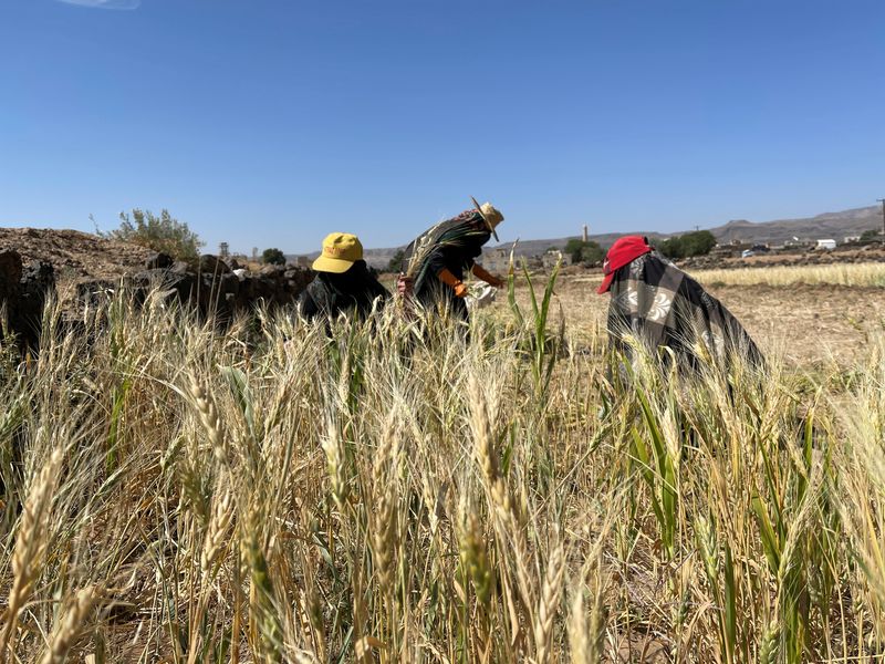 &copy; Reuters. مزارعات أثناء جني القمح في مزرعة بالقرب من صنعاء في صورة بتاريخ 20 أكتوبر تشرين الأول 2022. تصوير: خالد عبد الله - رويترز.
