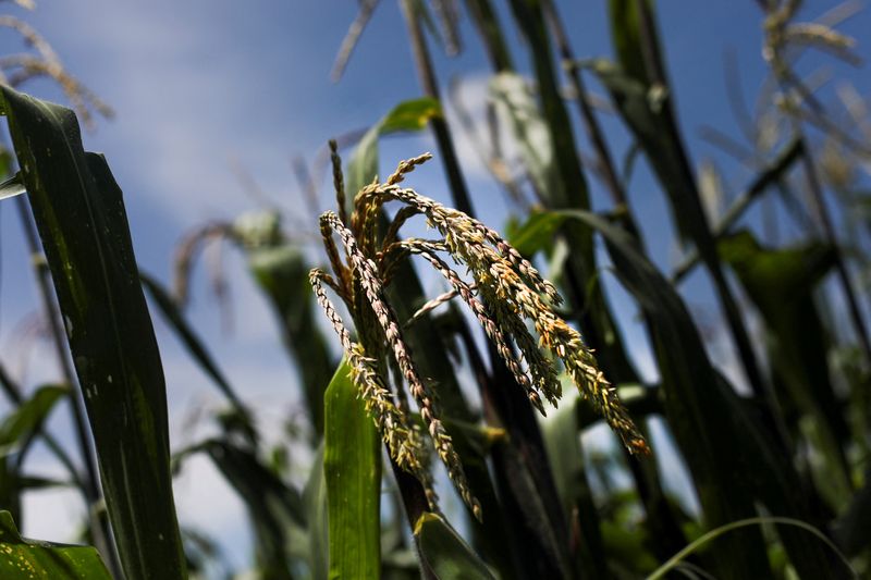 © Reuters. FILE PHOTO: Corn plants are seen on a field at La Constitucion Totoltepec neighbourhood, in Toluca, Mexico, August 3, 2022. REUTERS/Edgard Garrido