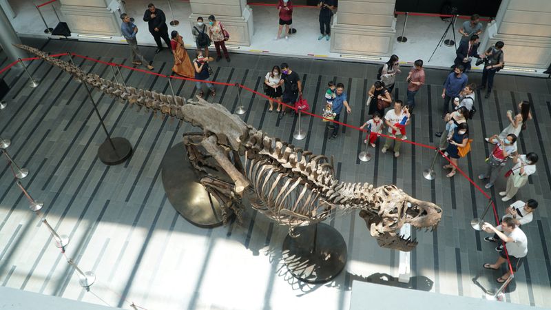 &copy; Reuters. Un T-Rex de 1,4 toneladas será subastado en  Hong Kong, 28 octubre del 2022. REUTERS/Travis Teo