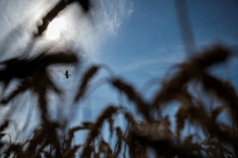&copy; Reuters. FOTO DE ARCHIVO. Una cigüeña vuela sobre un campo de trigo cerca de la aldea de Tomylivka, mientras continúa el ataque de Rusia a Ucrania, en la región de Kiev, Ucrania. 1 de agosto de 2022. REUTERS/Viacheslav Ratynskyi