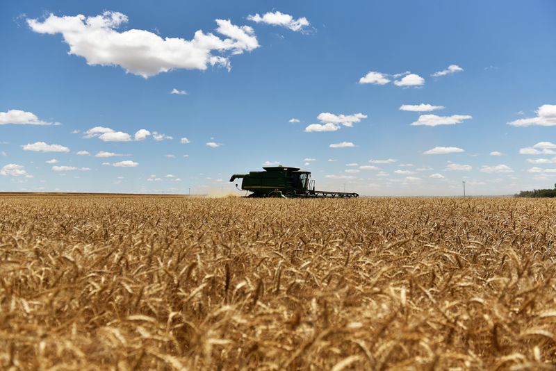 &copy; Reuters. FOTO DE ARCHIVO: Una segadora cosecha trigo de invierno en Corn, Oklahoma, Estados Unidos. 12 de junio, 2019. REUTERS/Nick Oxford/Archivo