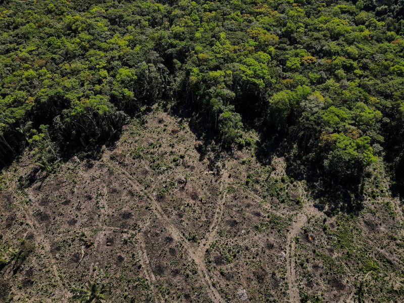 Compromisos climáticos dependen demasiado de los sumideros naturales de carbono: informe