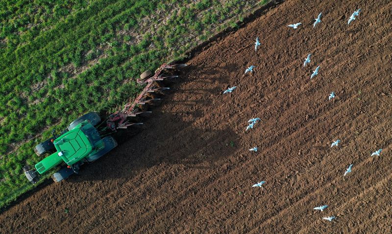 &copy; Reuters. FOTO DE ARCHIVO: Un tractor arando una tierra de cultivo en Havrincourt, Francia, el 26 de octubre de 2022. REUTERS/Pascal Rossignol