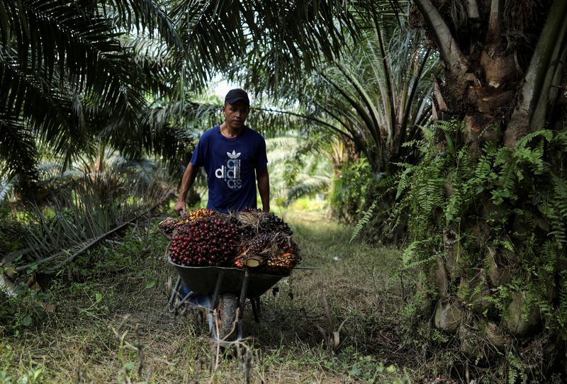 &copy; Reuters. Trabalhador indonésio  coleta cachos de frutos de palma durante a colheita em plantação na Malásia. REUTERS/Hasnoor Hussain/File Photo