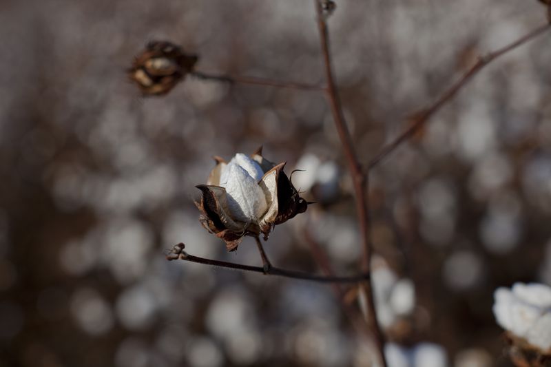 © Reuters. Colheita de algodão em Minturn, Carolina do Sul
04/11/2022
REUTERS/Randall Hill (UNITED STATES - Tags: AGRICULTURE BUSINESS)