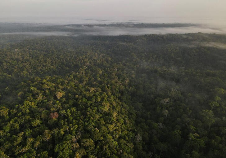 Países se unen para acabar con la deforestación