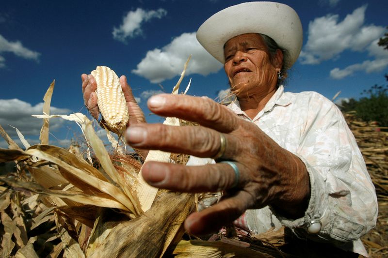 &copy; Reuters. FILE PHOTO: Encarnación Torres, 66, harvests corn near the village of San Nicholas de los Ranchos in the state of Puebla, Mexico January 17, 2007.  REUTERS/Imelda Medina (MEXICO)/File Photo