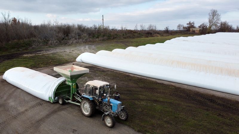 © Reuters. A general view of grain sleeves, temporary grain storage solution, loaded with the grain in the village of Kozyn in Kyiv region, Ukraine November 9, 2022. REUTERS/Murad Sezer