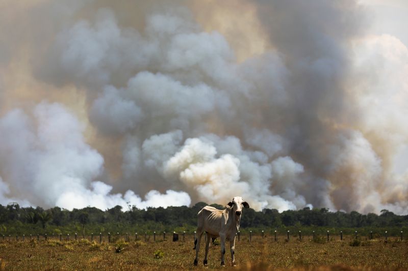 &copy; Reuters. A cow is seen in a deforested pasture in Brazil's Amazon rainforest near the Transamazonica national highway in Humaita, Amazonas state, Brazil, September 8, 2021. REUTERS/Bruno Kelly