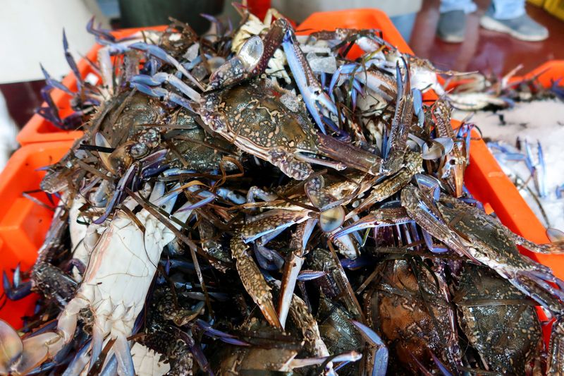 &copy; Reuters. Blue crabs are placed in a box at a seafood exporting company "L'ocean de peche", in Al Ataya Port, in Kerkennah Islands, off Sfax, Tunisia, October 23, 2022. REUTERS/Jihed Abidellaoui