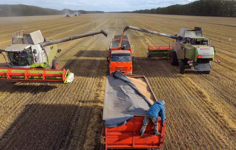 &copy; Reuters. FILE PHOTO: Agricultural workers operate combines and trucks in a field during wheat harvesting near the village of Solyanoye in the Omsk region, Russia September 8, 2022. REUTERS/Alexey Malgavko