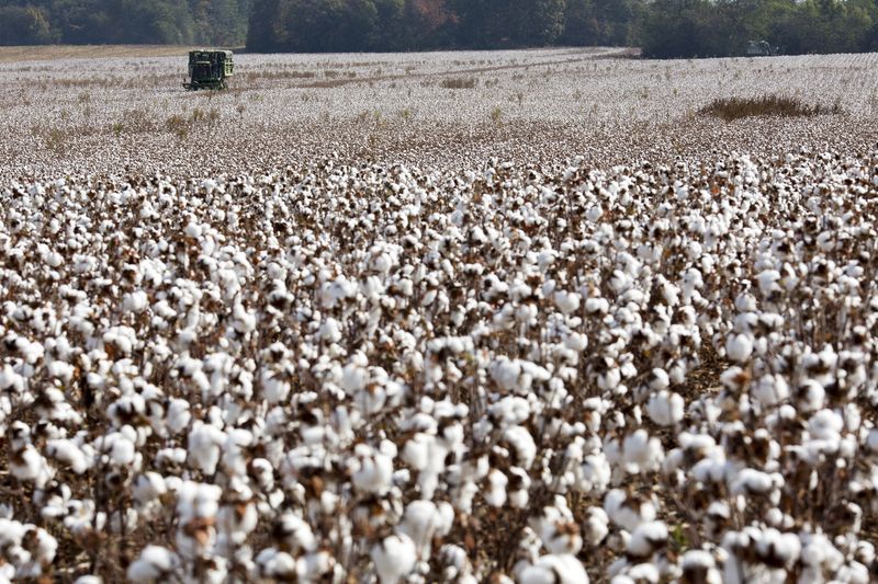 &copy; Reuters. FILE PHOTO: Cotton is picked on Lawrence Smith's farm in Florence, Alabama October 23, 2015. REUTERS/Brian Snyder/File Photo