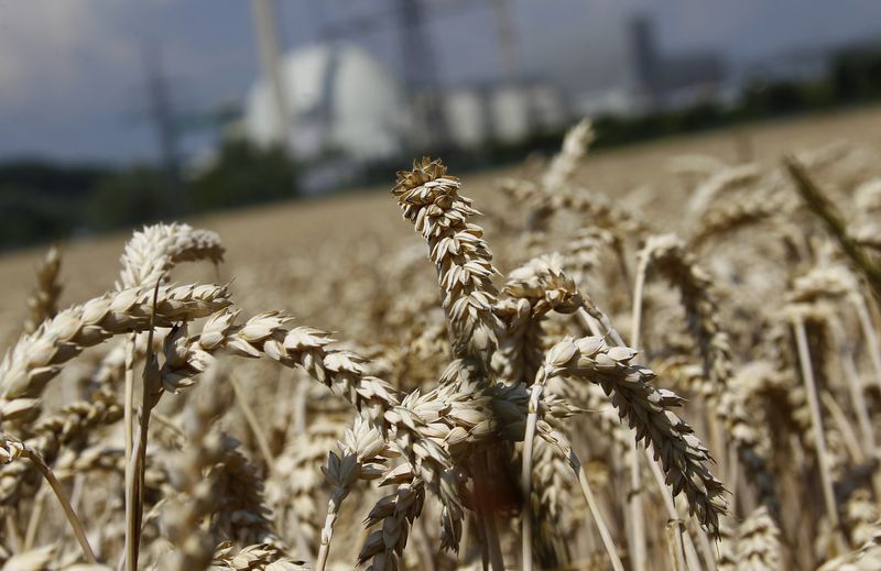 &copy; Reuters. Campo de trigo no sudoeste da Alemanha. 
05/07/2011  
REUTERS/Kai Pfaffenbach