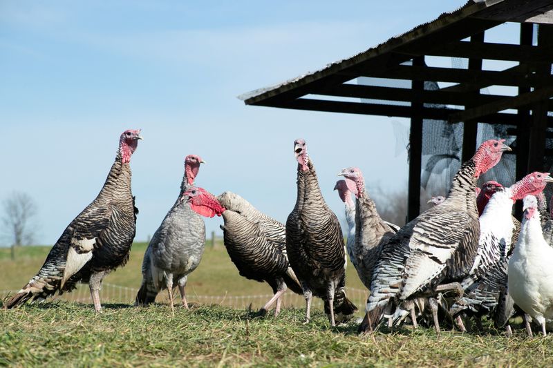 &copy; Reuters. FILE PHOTO: Heritage turkeys make rapid gurgling sound at Elmwood Stock Farm ahead of the Thanksgiving holiday in Georgetown, Kentucky, U.S., November 16, 2021. REUTERS/Amira Karaoud/File Photo