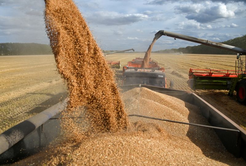 © Reuters. Combines load wheat into trucks in a field during harvest near the village of Solyanoye in the Omsk region, Russia September 8, 2022. REUTERS/Alexey Malgavko