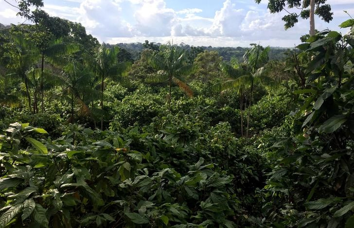 &copy; Reuters. IMAGEN DE ARCHIVO. Una vista de una plantación de cacao sostenible en una granja en Medicilandia, estado de Pará, Brasil, 19 de marzo de 2018. REUTERS/Marcelo Texeira