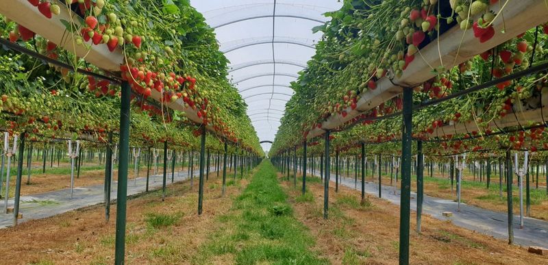 &copy; Reuters. A strawberry crop is seen at Hall Hunter's Tuesley Farm in this undated handout picture, in Godalming, Britain. Harry Hall/Handout via REUTERS  