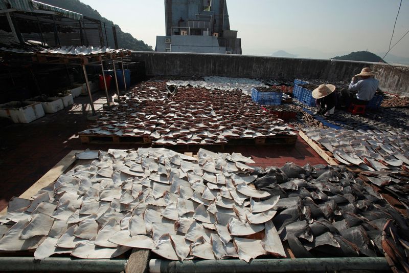 &copy; Reuters. FOTO DE ARCHIVO: Unos trabajadores colocan trozos de aleta de tiburón para que se sequen en la azotea de una fábrica en Hong Kong. 2 de enero, 2013. REUTERS/Bobby Yip