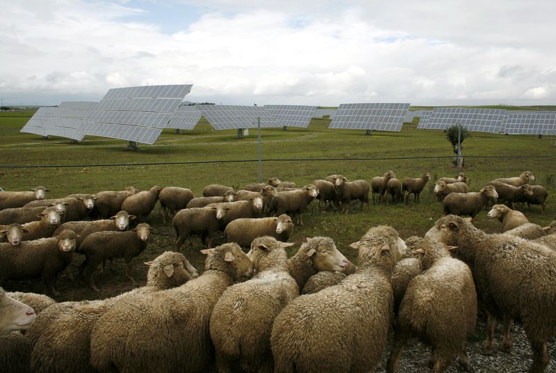 © Reuters. Ovelhas em área rural com geração solar
7/03/2010
REUTERS/Marcelo del Pozo 