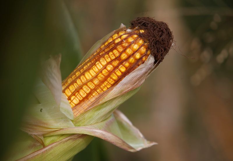 © Reuters. Imagen de archivo de granos de maíz en una mazorca en un campo en Prettisheim, cerca de Estrasburgo, Francia. 11 de septiembre, 2019. REUTERS/Vincent Kessler/Archivo