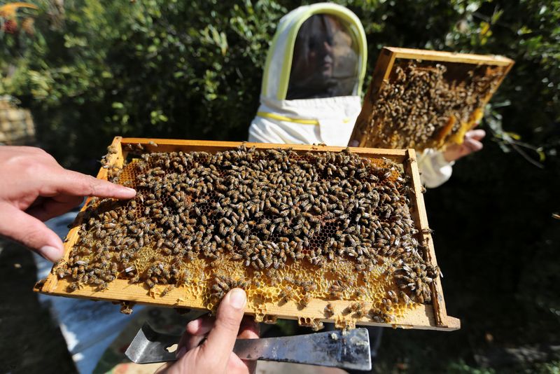 Los apicultores de Gaza que sobrevivieron al bloqueo luchan contra un clima inestable