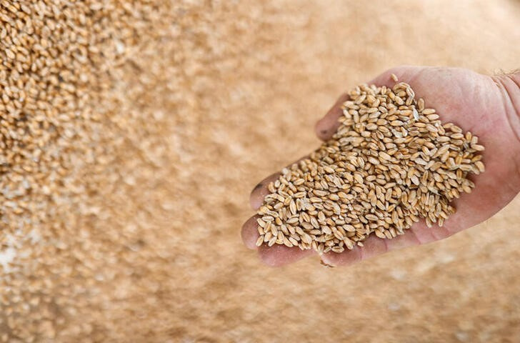 &copy; Reuters. Imagen de archivo de granos de trigo cosechados en Vieillevigne, cerca de Nantes, Francia. 24 agosto 2021. REUTERS/Stephane Mahe