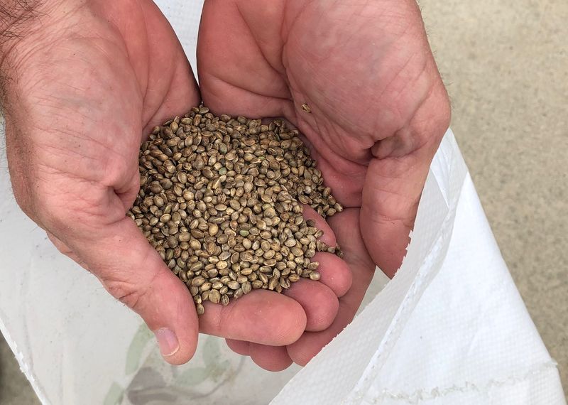 &copy; Reuters. FILE PHOTO: A sample of industrial hemp seeds is shown at a research station site in Haysville, Kansas, U.S., May 2, 2019.  Photo taken May 2, 2019.  REUTERS/Julie Ingwersen/File Photo