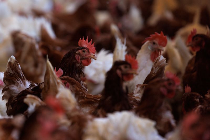 © Reuters. FILE PHOTO: Cage-free chickens are shown inside a facility at Hilliker's Ranch Fresh Eggs in Lakeside, California, U.S., April 19, 2022.  Picture taken April 19, 2022. REUTERS/Mike Blake/File Photo