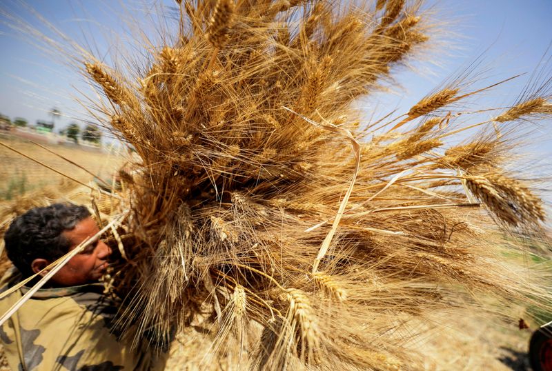 &copy; Reuters. مزارع يحمل حزمة قمح بعد الحصاد في حقل بمحافظة القليوبية يوم 19 مايو أيار 2022. تصوير: محمد عبد الغني - رويترز