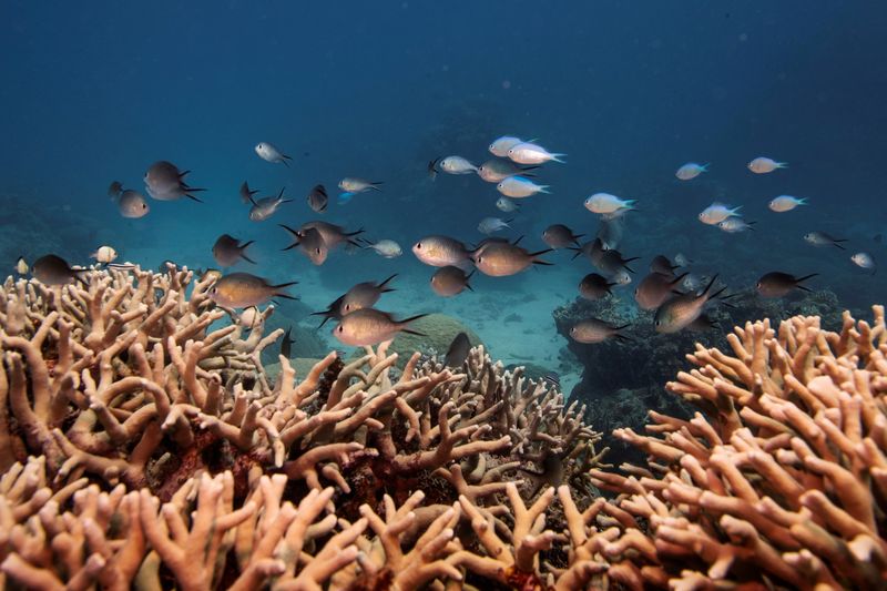 &copy; Reuters. سرب من الأسماك يسبح فوق مستعمرة شعاب مرجانية تنمو على الحاجز المرجاني العظيم في أستراليا - صورة من أرشيف رويترز.