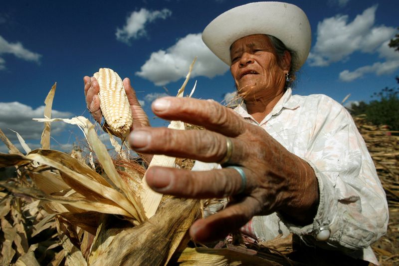 &copy; Reuters. Imagen de archivo. Una mujer cosecha maíz en el estado mexicano Puebla.