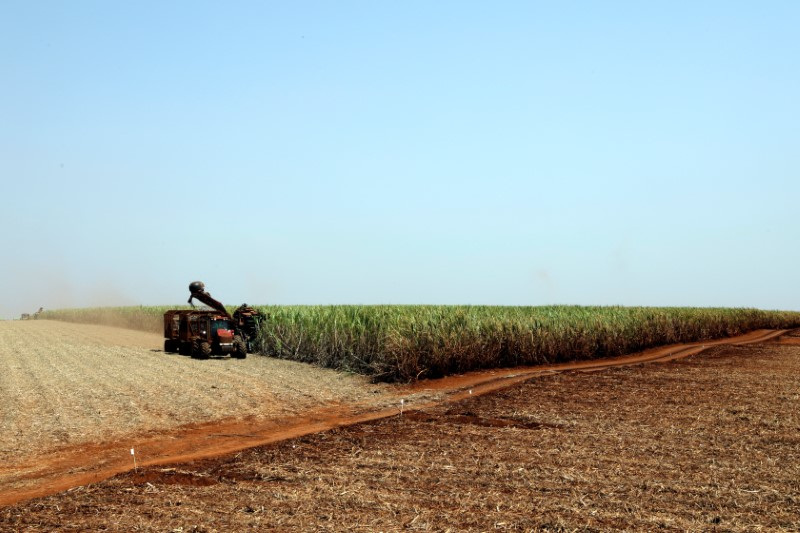 &copy; Reuters. Plantação de cana-de-açúcar em Pradópolis, SP
13/09/2018
REUTERS/Paulo Whitaker