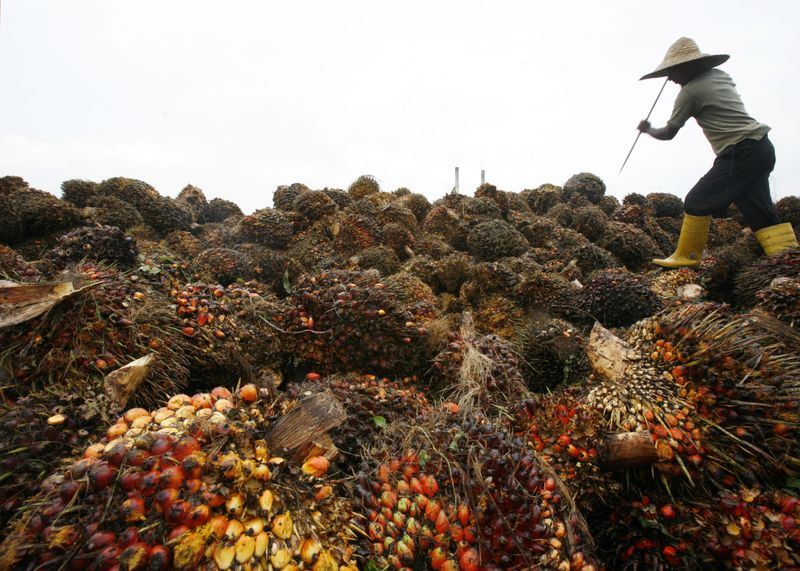 © Reuters. Trabalhador lida com frutos da palma
30/08/2007
EUTERS/Bazuki Muhammad 