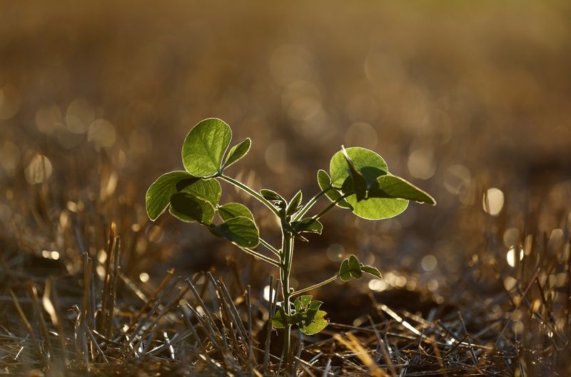 &copy; Reuters. Planta de soja em plantação em Soledade, no Rio Grande do Sul
08/01/2022
REUTERS/Diego Vara