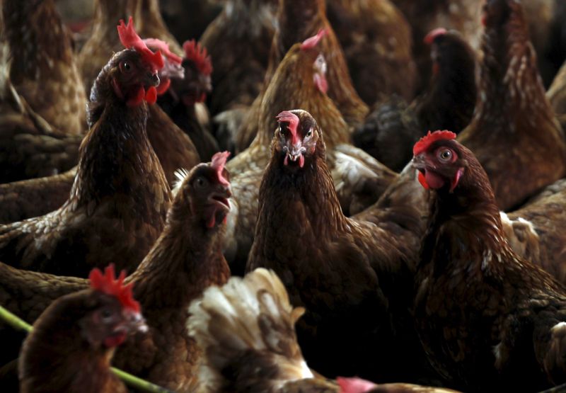 &copy; Reuters. FOTO DE ARCHIVO. Pollos son vistos en una granja contaminada mientras los trabajadores del Ministerio de Protección Animal se preparan para sacrificarlos para contener un brote de gripe aviar, en una granja de la localidad Modeste, Costa de Marfil, archi