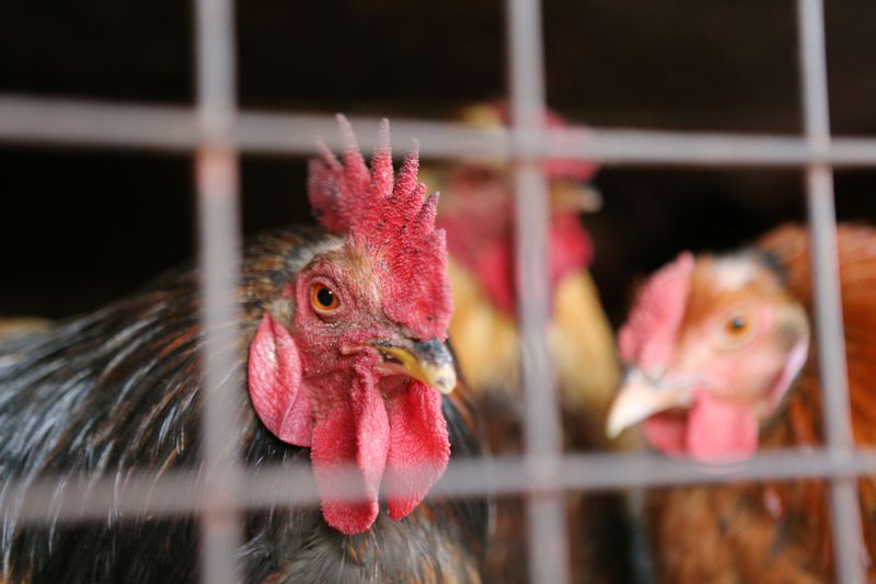 &copy; Reuters. Criação de frangos. REUTERS/James Akena