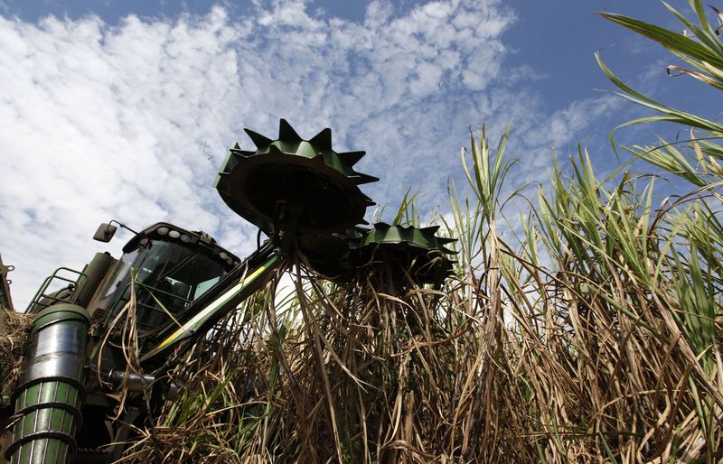 &copy; Reuters. Colheita de cana-de-açúcar em Piracicaba (SP)
01/12/2022
REUTERS/Nacho Doce (BRAZIL - Tags: BUSINESS)